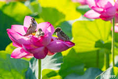 白鷺公園 ハス 6