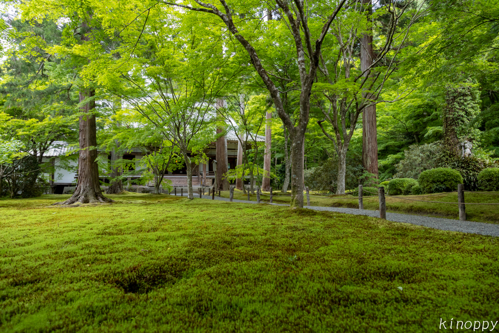 三千院 新緑 3