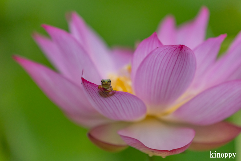 ヤマサ蒲鉾 蓮の花苑 11