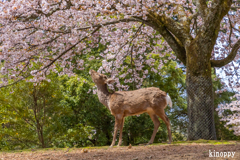 奈良公園 桜