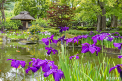 しょうざん 日本庭園 菖蒲 4