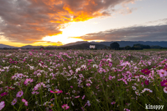 藤原京跡 コスモス畑 2