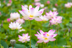 ヤマサ蒲鉾 蓮の花苑 4
