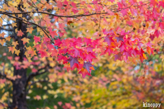 モミジバロウ並木 4