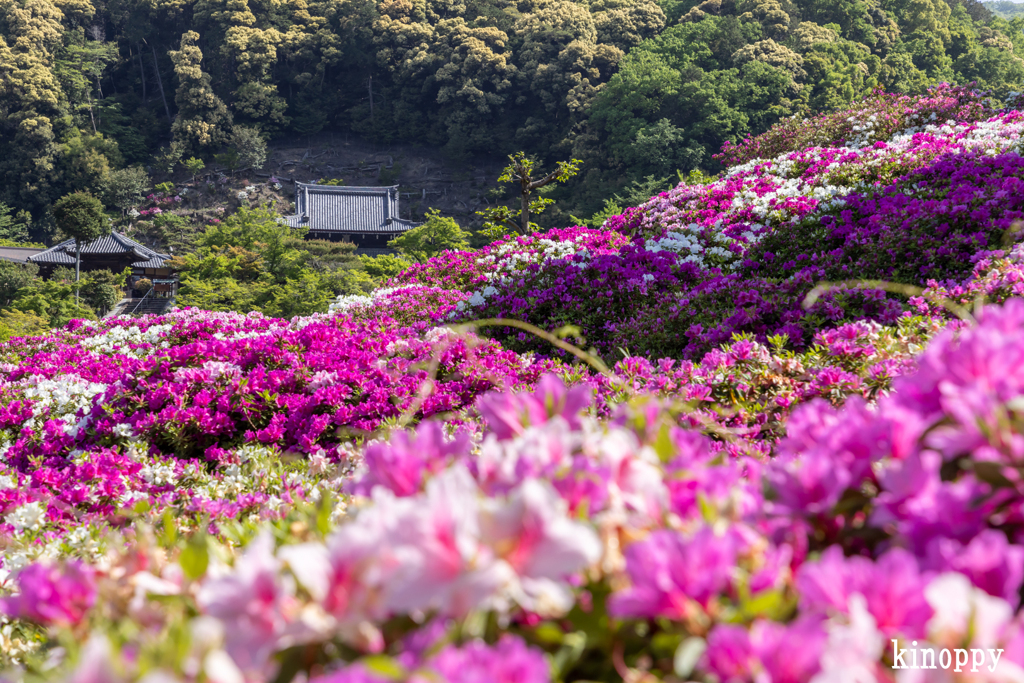 三室戸寺 ツツジ 4