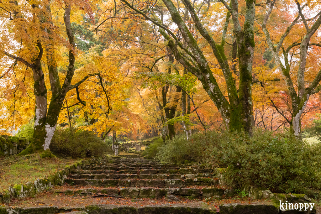 高源寺 紅葉 6