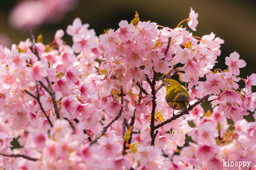 河津桜 メジロ 4