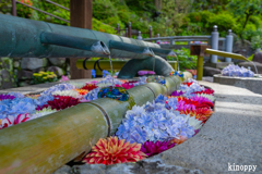 岡寺 あぢさゐ回廊 5