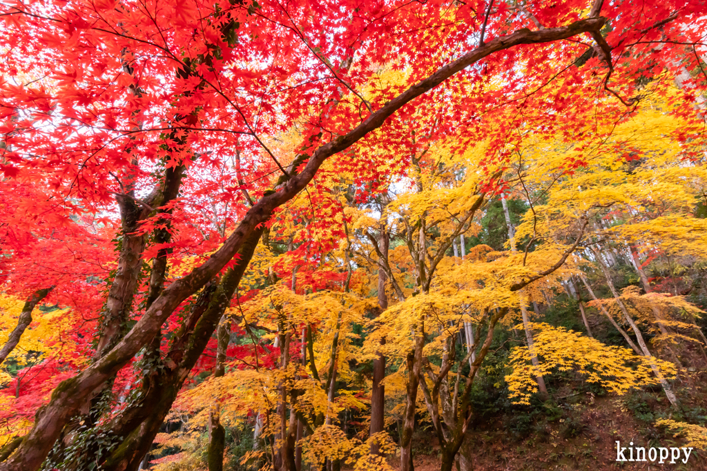 洞光寺 紅葉 2
