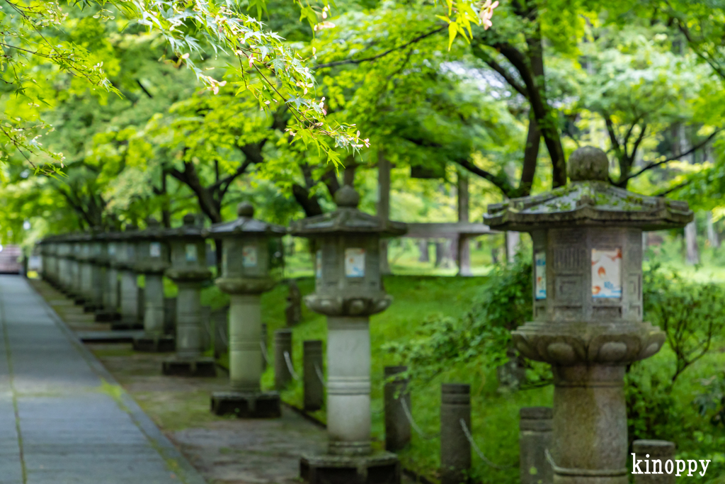 高山寺 新緑 6