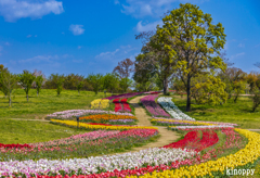 馬見丘陵公園 チューリップ 5