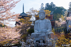 壷阪寺 桜大仏 2