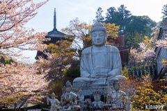 壷阪寺 桜大仏 2