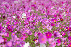 ひまわりの丘公園 コスモス 7