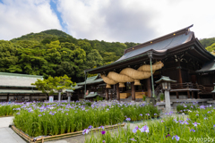 宮地嶽神社 菖蒲 2