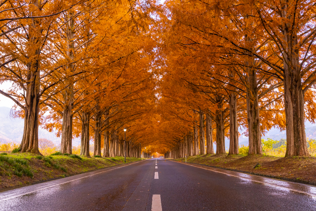 メタセコイア並木 紅葉 3