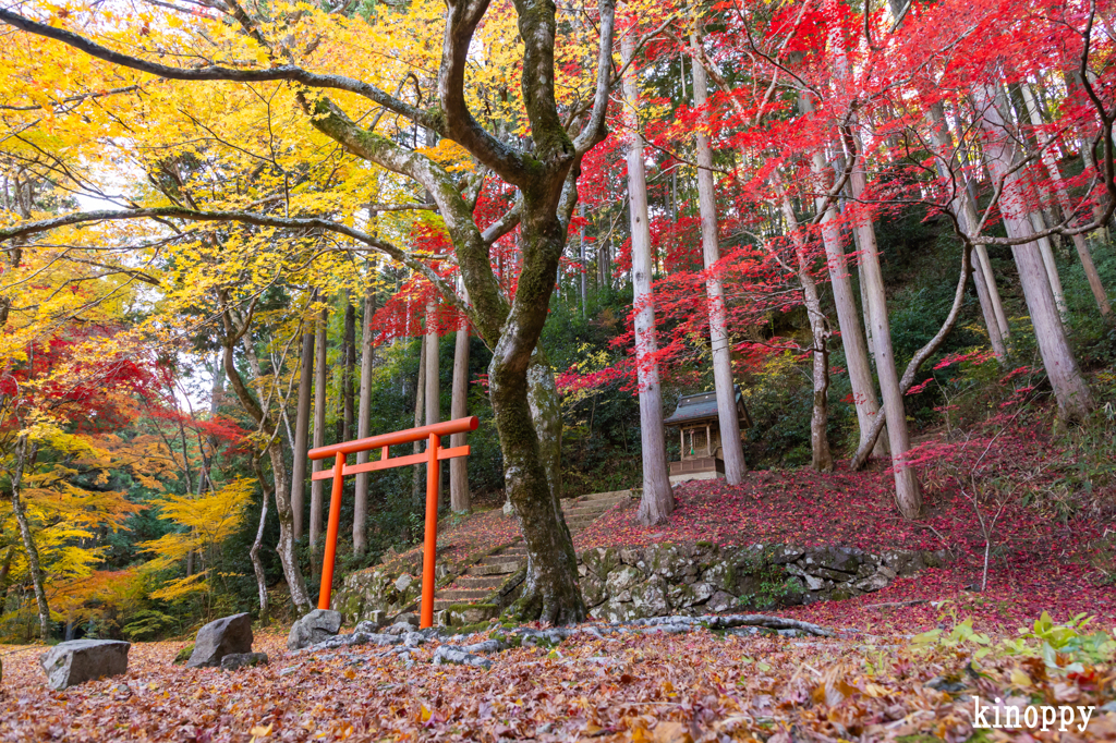洞光寺 紅葉 2