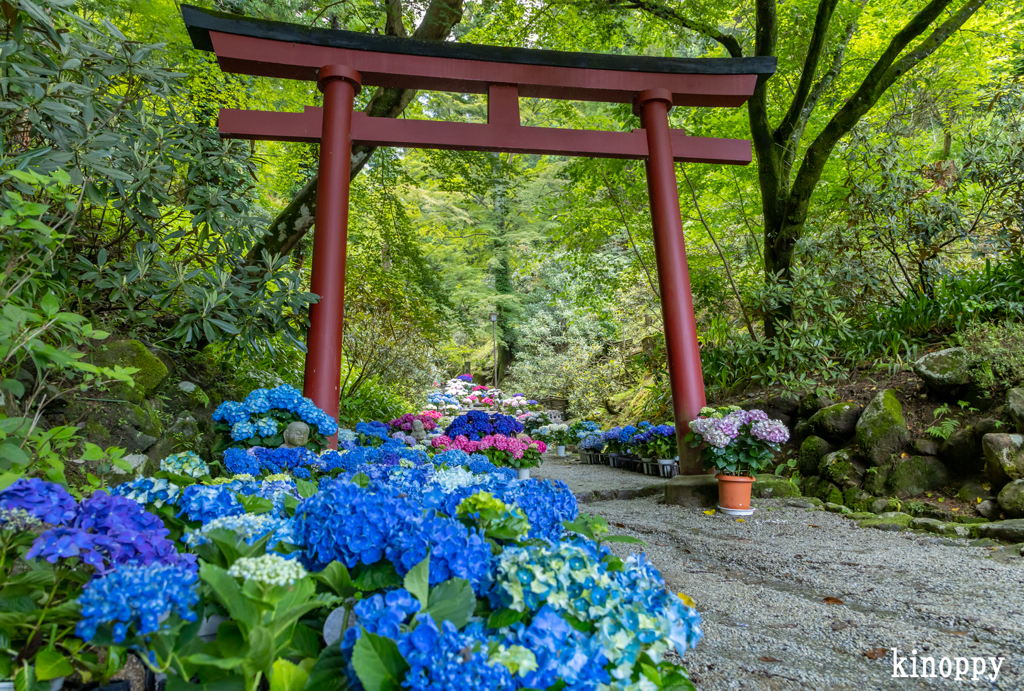 岡寺 あぢさゐ回廊 3