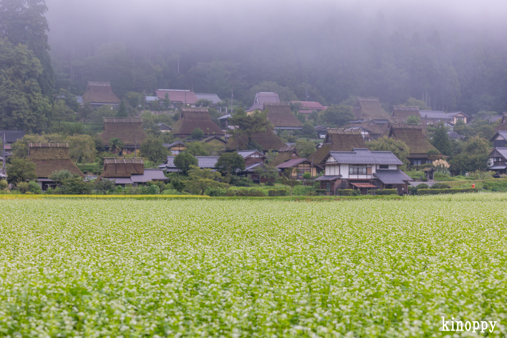 かやぶきの里 そば畑