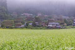 かやぶきの里 そば畑