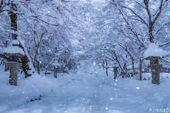 秋月城跡 雪景色 2
