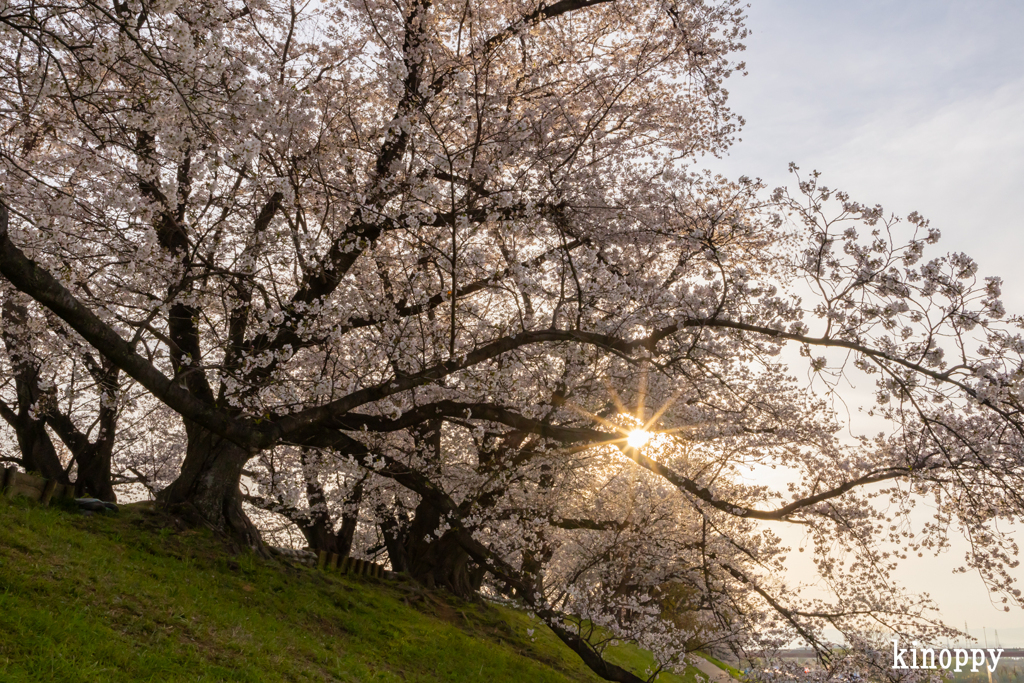 淀川河川公園背割堤 桜並木 6