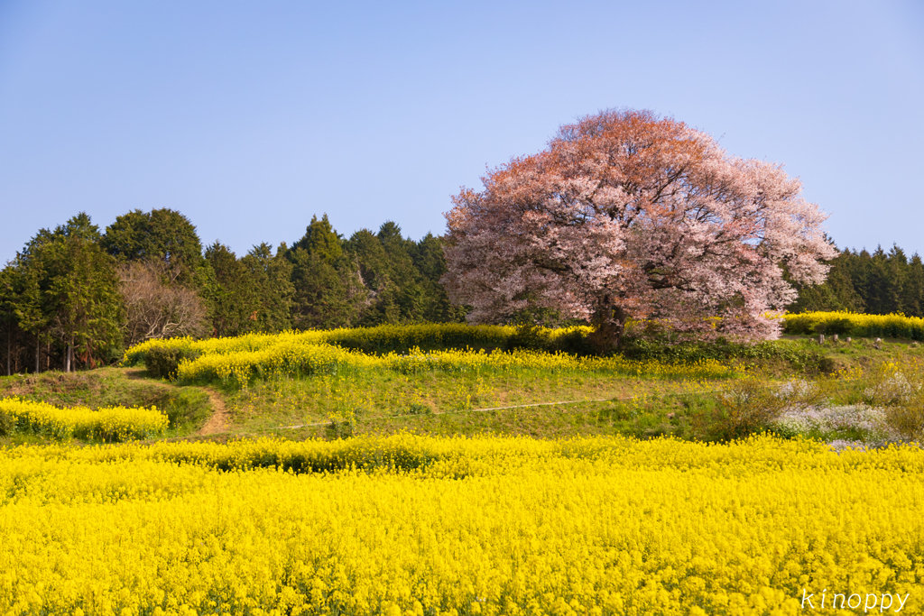 馬場の山桜