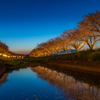草場川桜並木 夕景 2