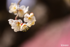 鈴鹿の森庭園 7