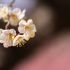 鈴鹿の森庭園 7