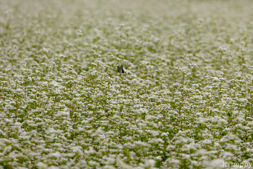 そば畑とアゲハの一人旅