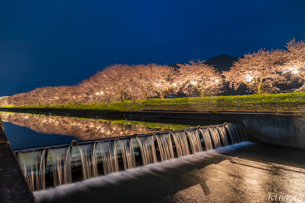 流川 桜並木