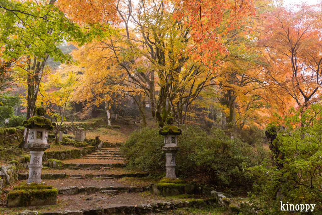高源寺 紅葉 7