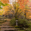 高源寺 紅葉 7