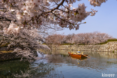 姫路城 桜 4