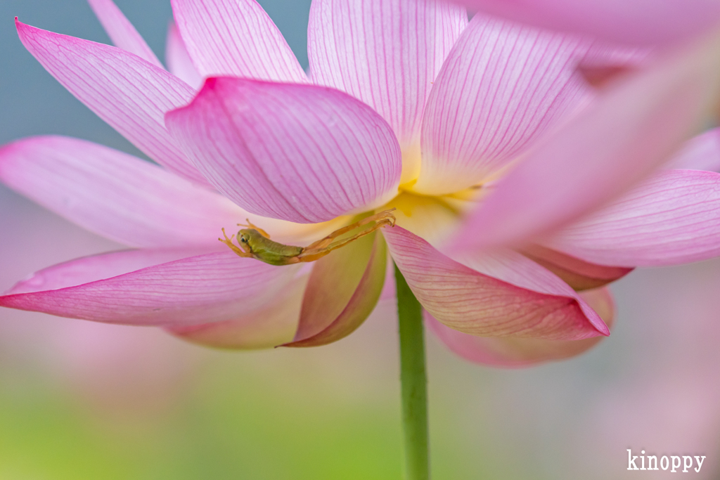 ヤマサ蒲鉾 蓮の花苑 17