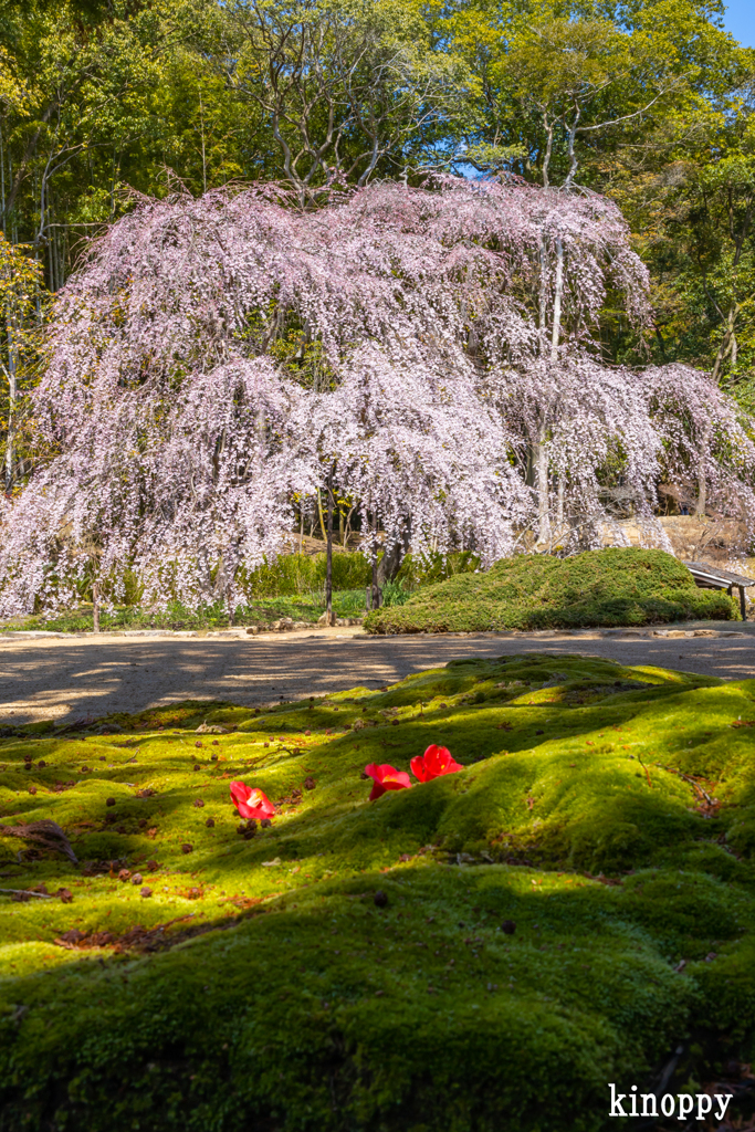 曹源寺 しだれ桜 4