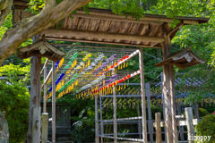 正寿院 風鈴 2