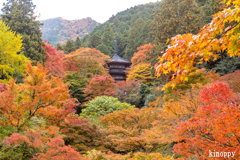 高源寺 紅葉