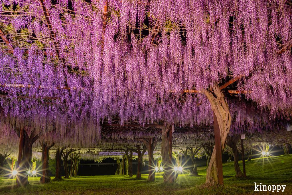 和気藤公園 ライトアップ