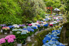 岡寺 あぢさゐ回廊