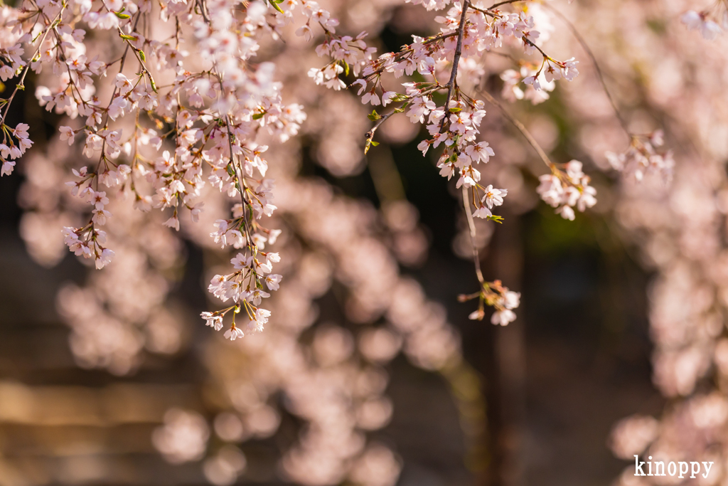 曹源寺 しだれ桜 7