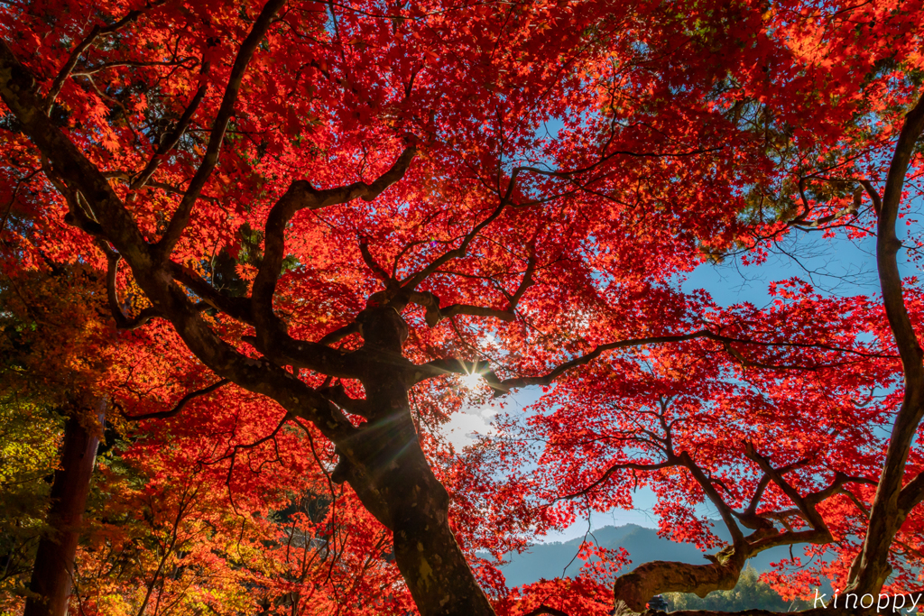 大国寺 紅葉 3