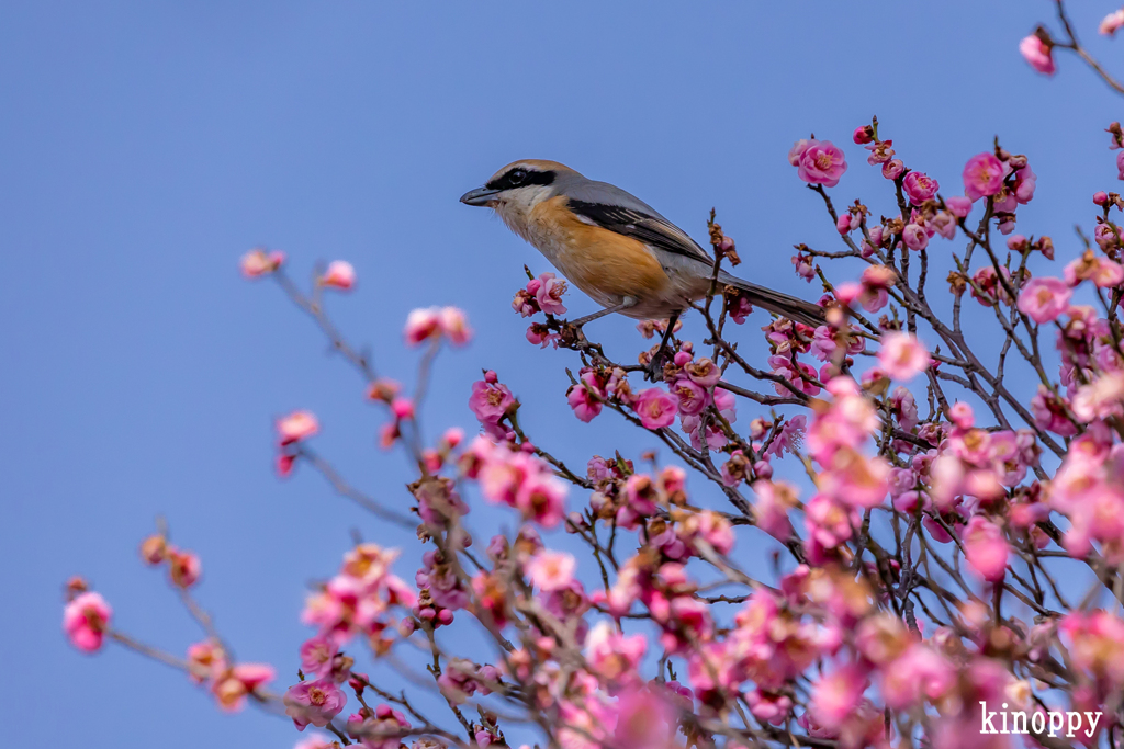 須磨離宮公園 モズ