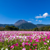 しまばら火張山花公園 コスモス