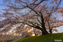 淀川河川公園 背割堤 2