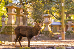 奈良公園 10