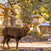 奈良公園 10