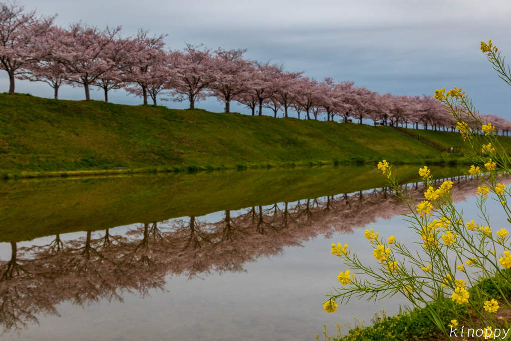 おの桜づつみ回廊 3