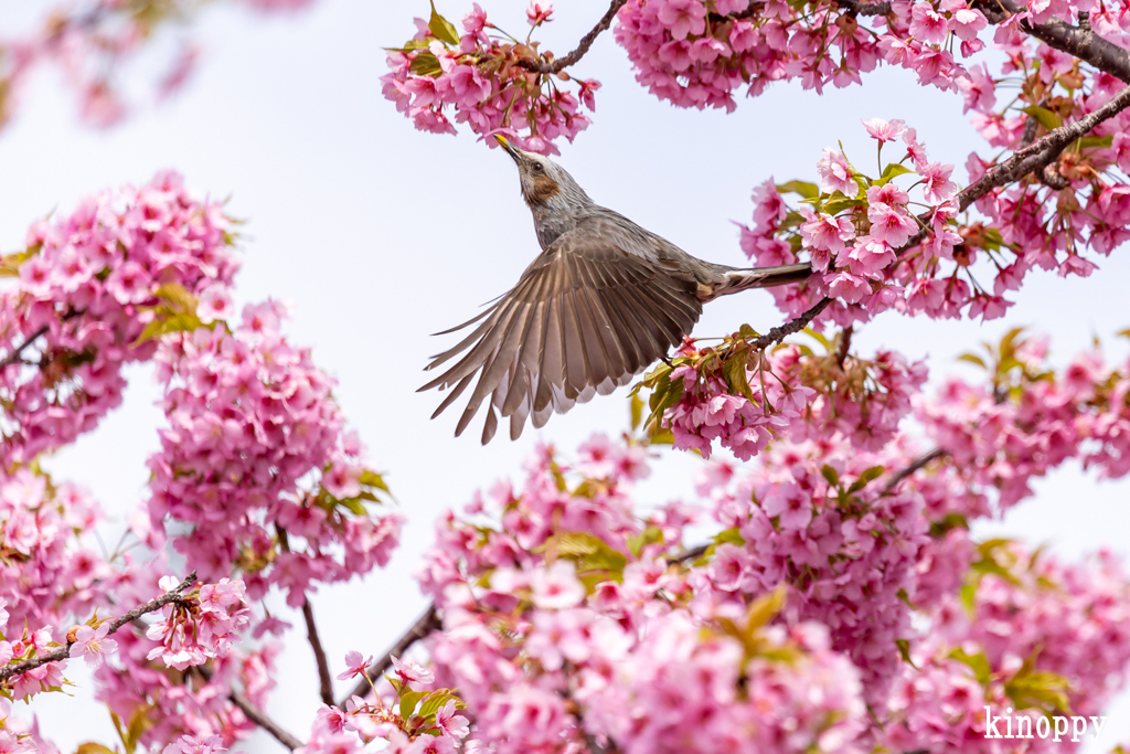 児島湖 河津桜 ヒヨドリ